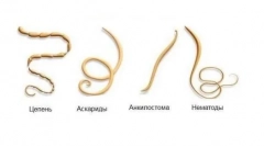 Robaki bydła: jak leczyć